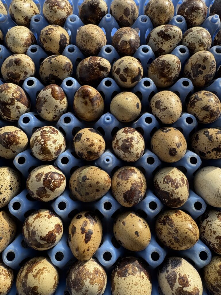 Oeufs fécondés de Cailles