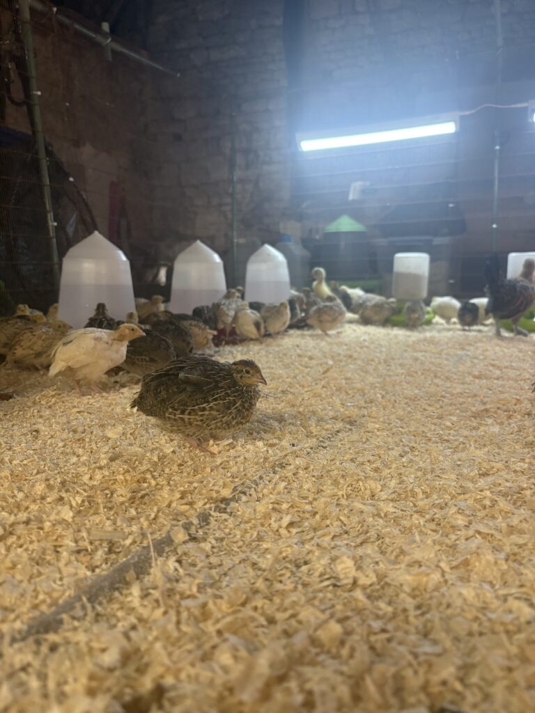 Poussins sur litière de copeaux dans le bâtiment d’élevage, avec mangeoires et abreuvoirs
