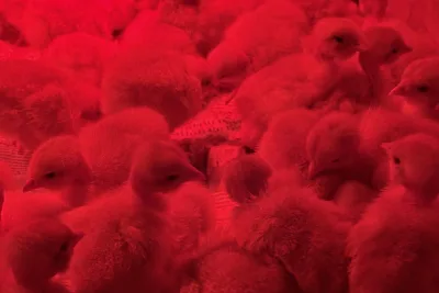 Poussins cou nu