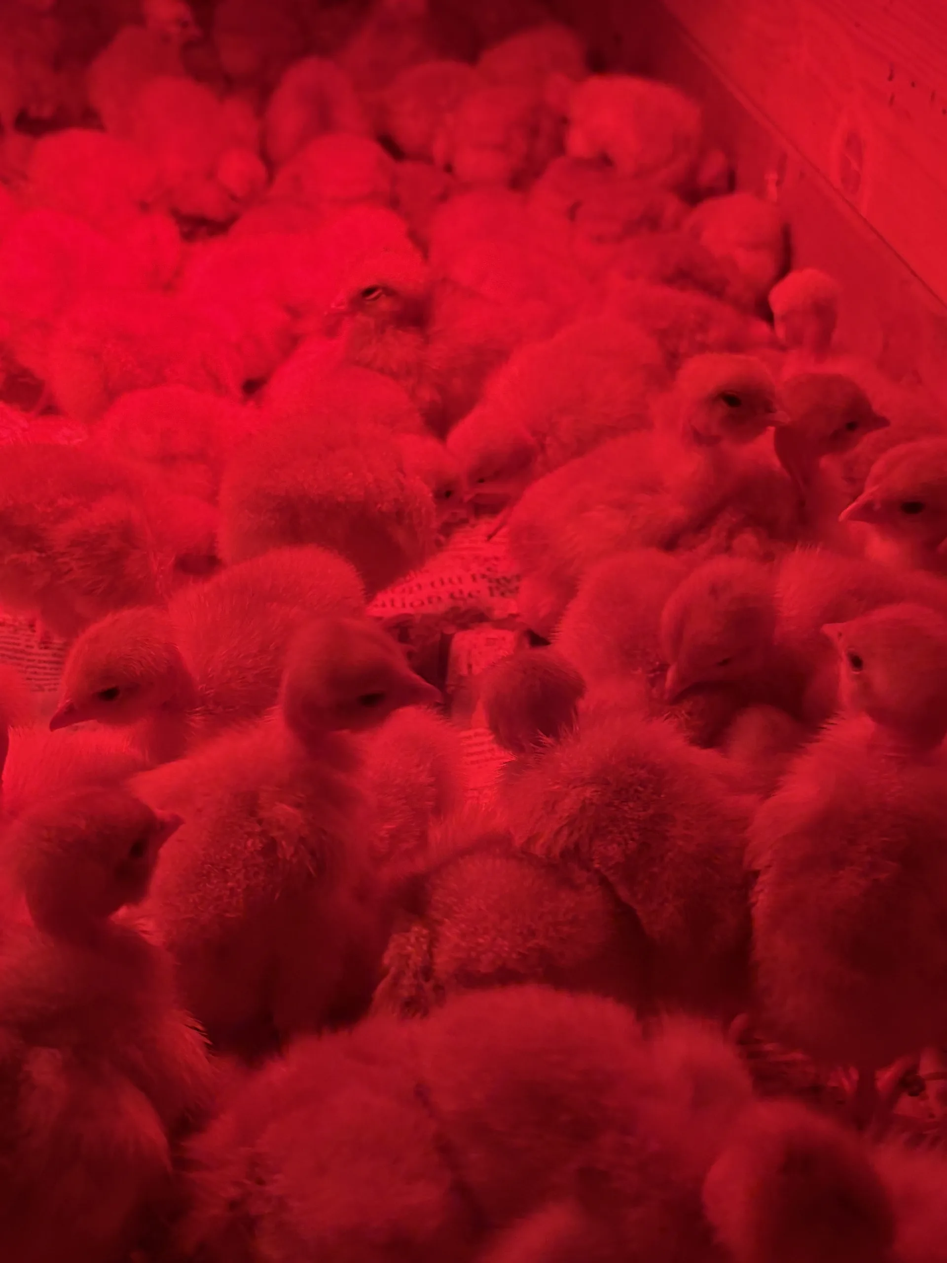 Poussins cou nu