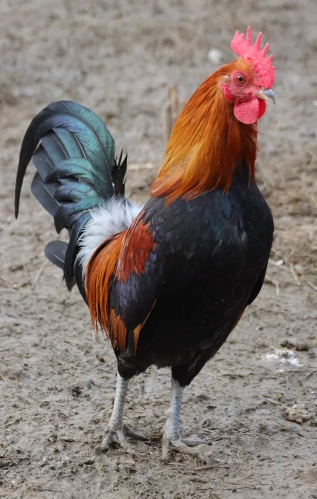 Animaux