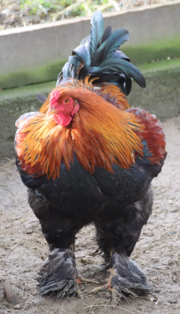 Poules