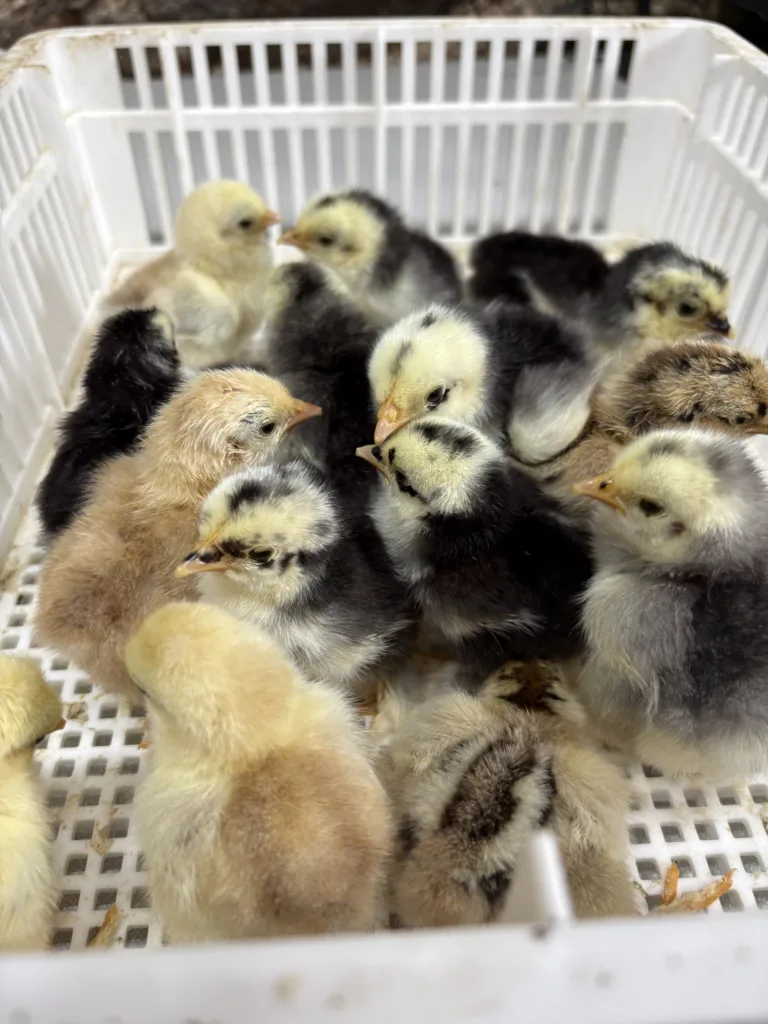 Poussins de différentes couleurs dans une caisse d’éclosion