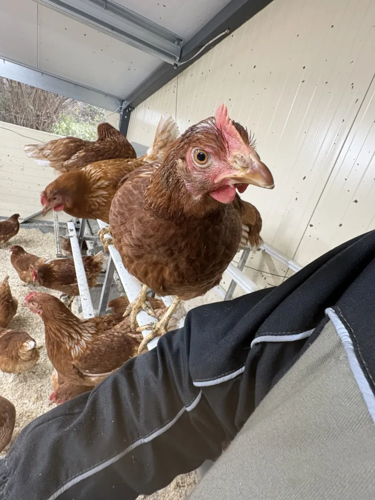 Poule pondeuse rousse dans le poulailler de l’élevage