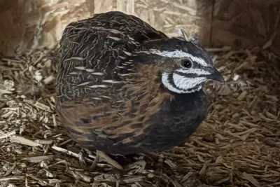 Oeufs de caille Arlequin