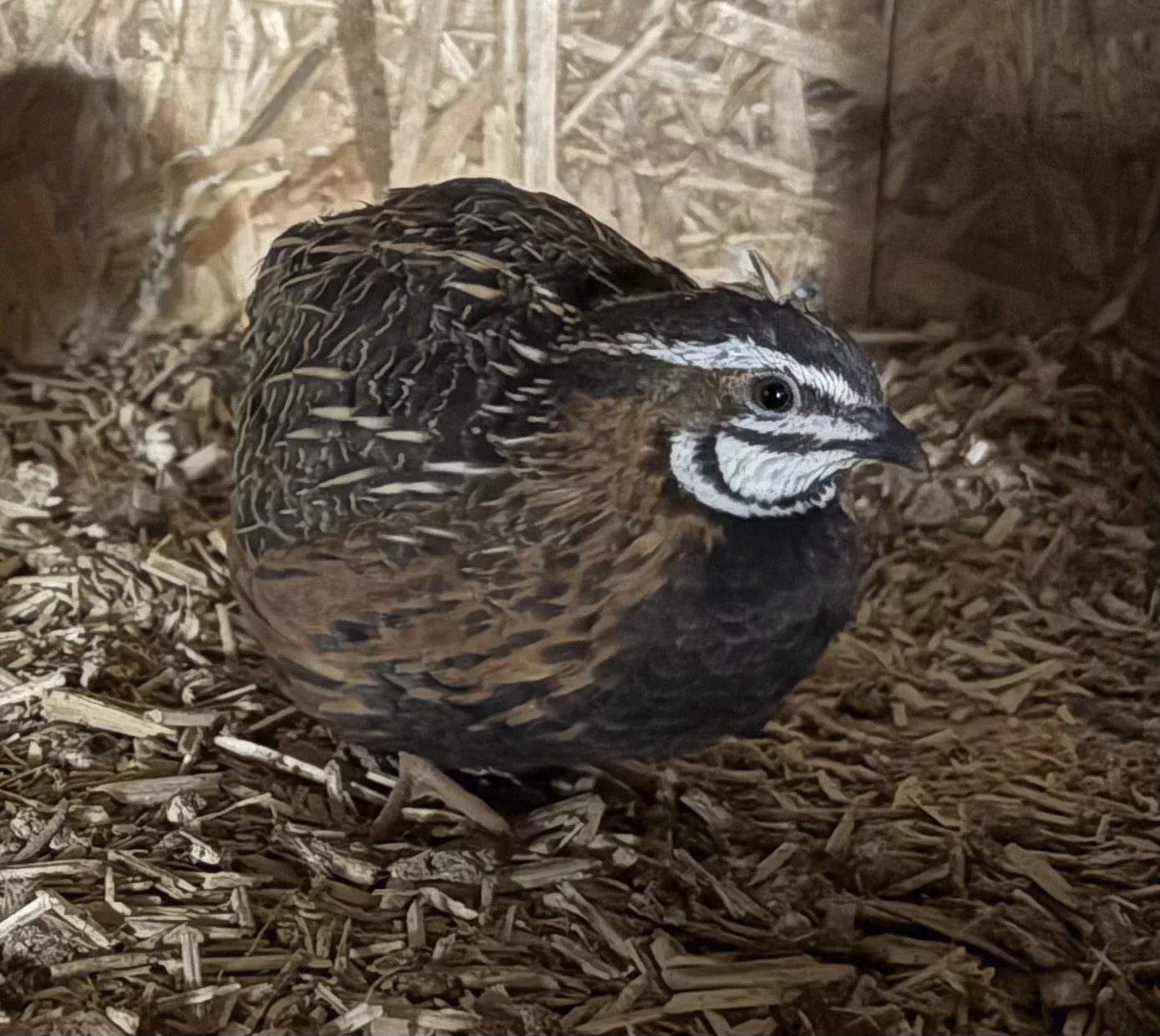 Oeufs de caille Arlequin