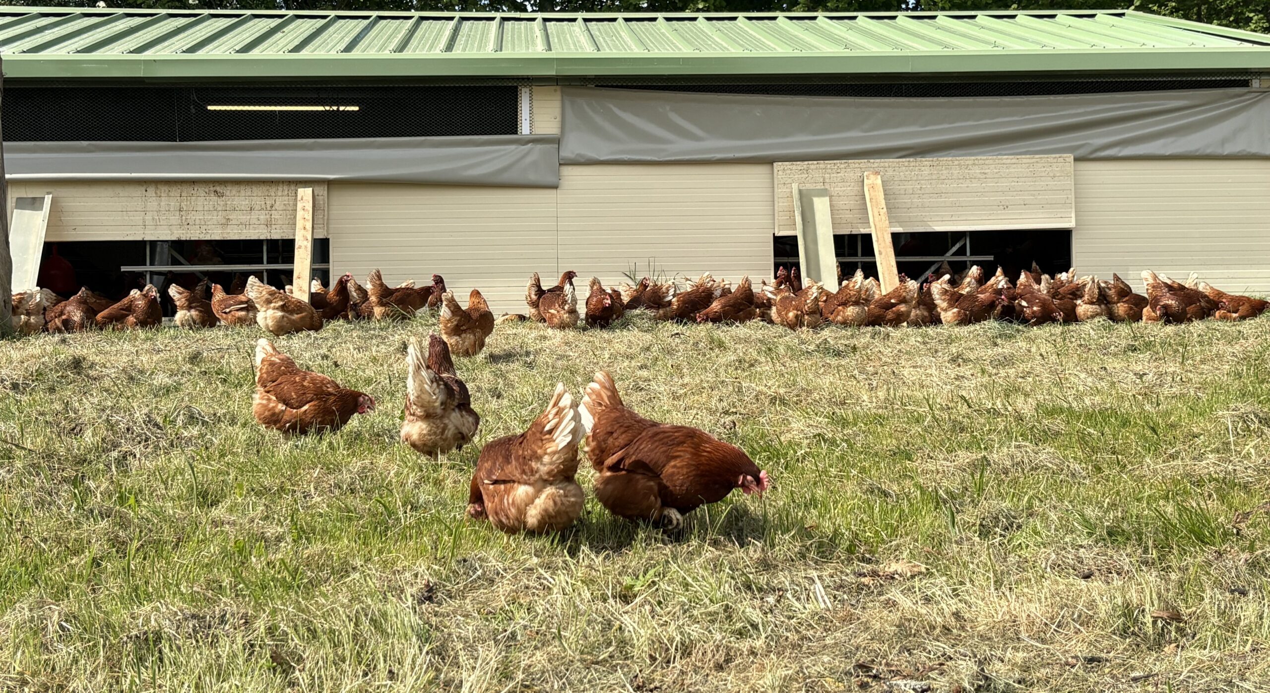 Poules pondeuses en plein air dans le pré, devant leur bâtiment d’élevage