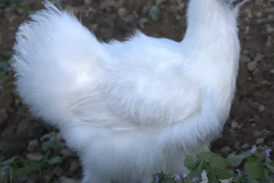 Poule de soie