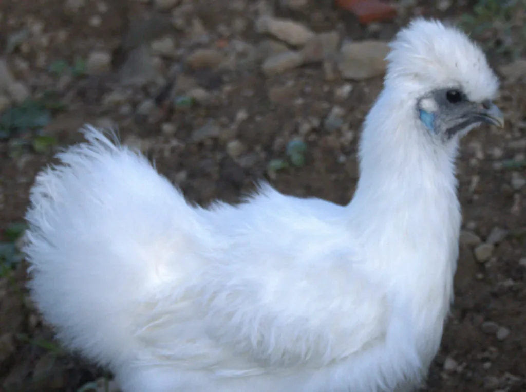 Poule de soie