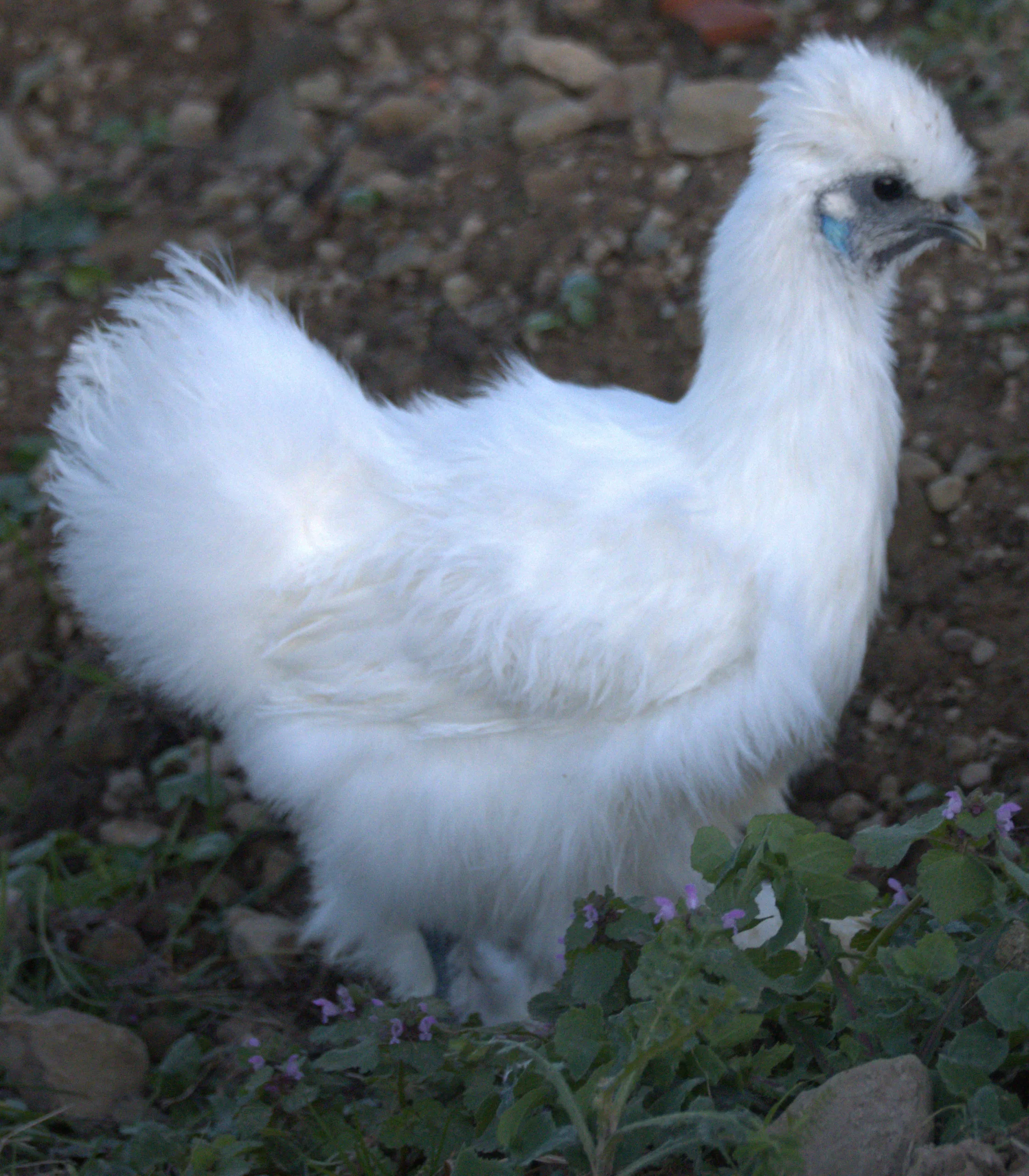 Poule de soie