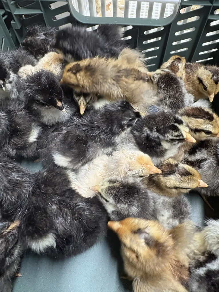 Poussins