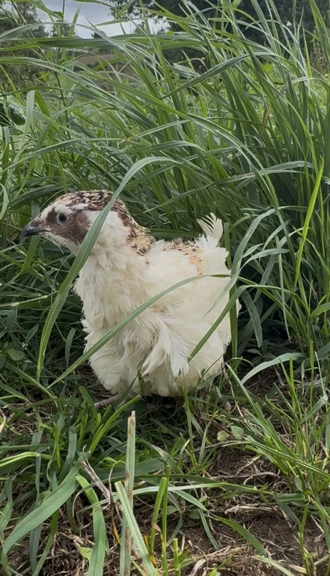 Caille du Japon blanche et Isabelle dans l’herbe