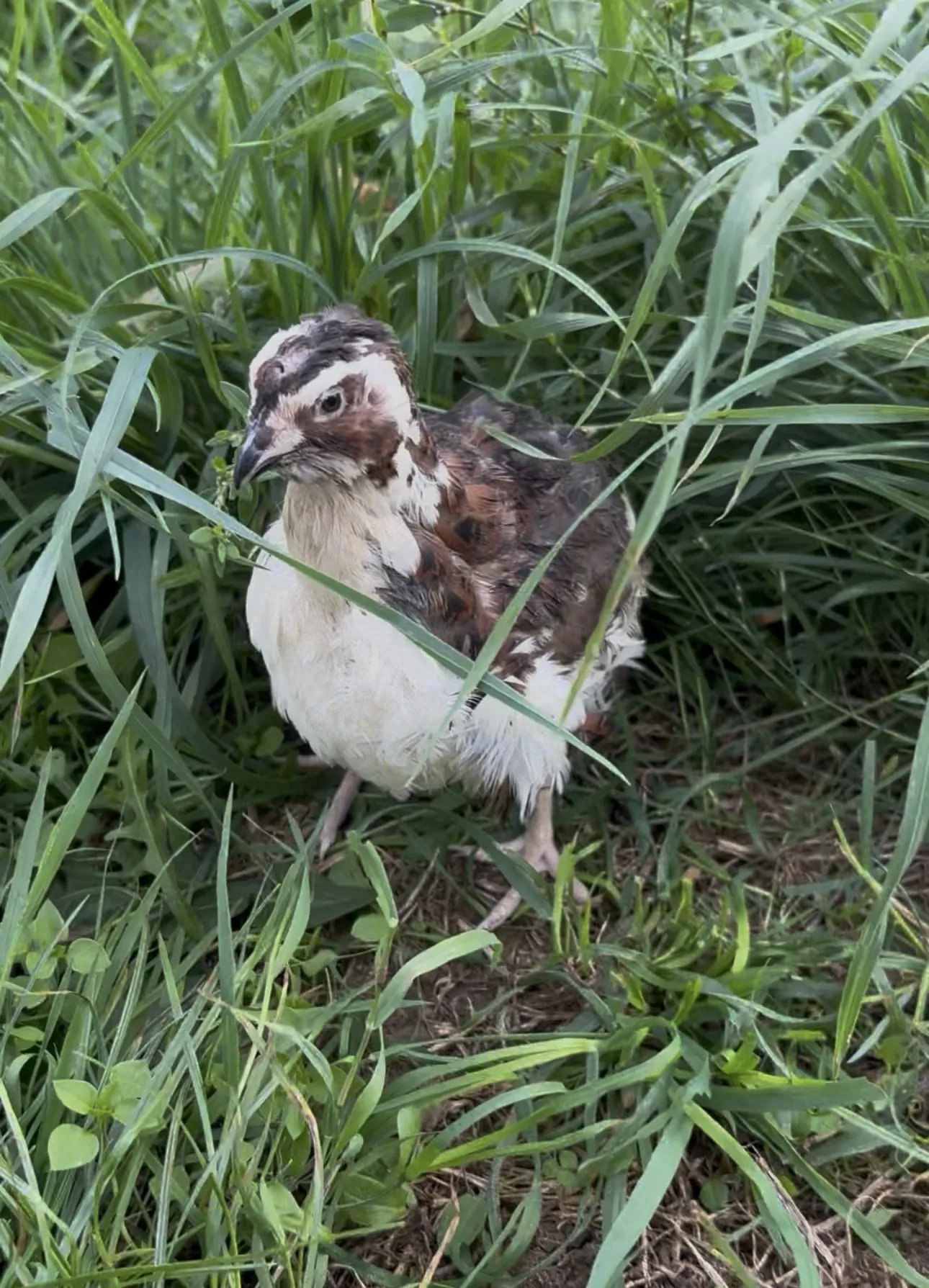 Caille au plumage blanc et brun dans l’herbe