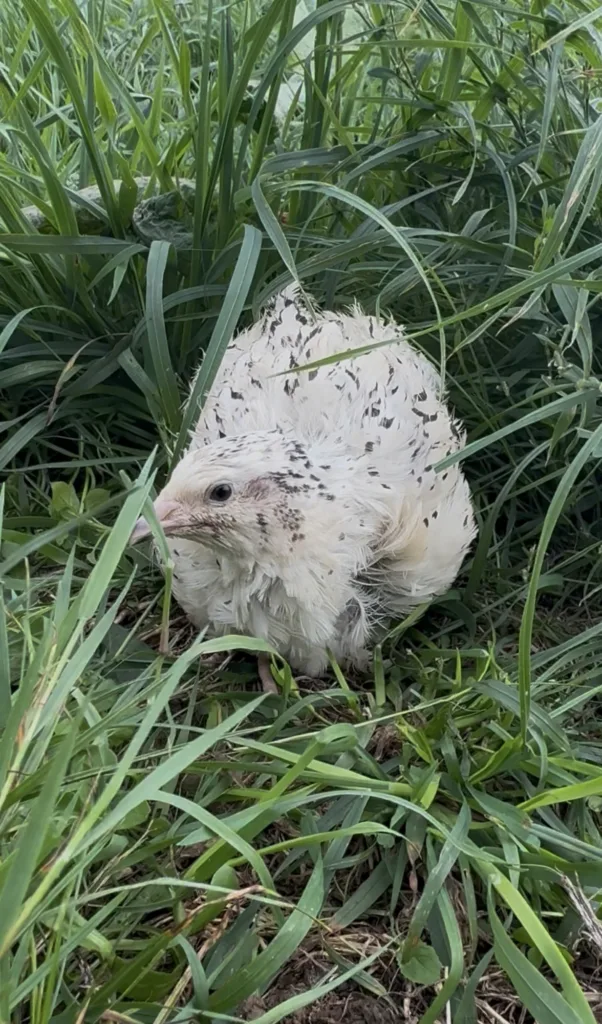 Caille au plumage blanc moucheté dans l’herbe