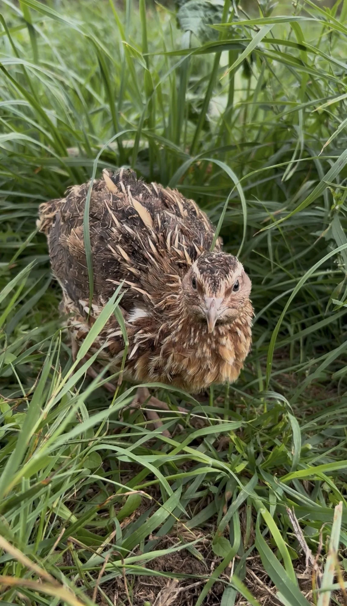Caille du Japon de couleur sauvage dans l’herbe, vue de côté