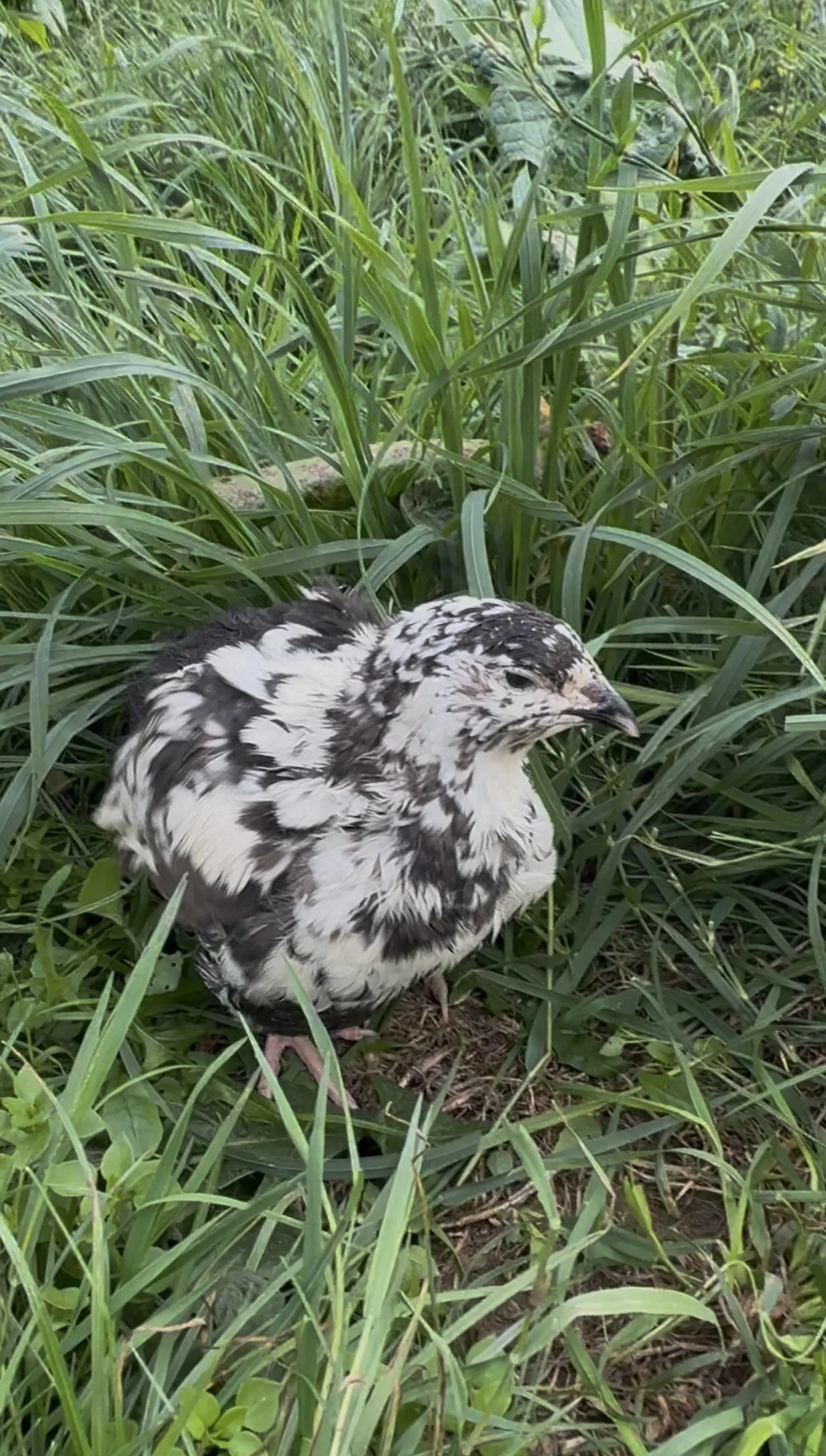 Caille au plumage blanc et noir dans l’herbe