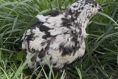 18 Œufs fécondés de caille Texas A&M