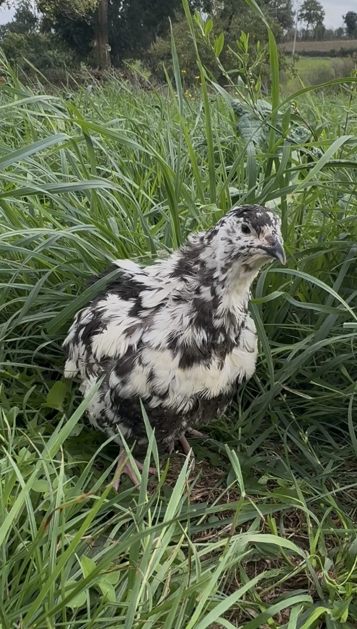 Caille au plumage blanc tacheté de noir dans l’herbe