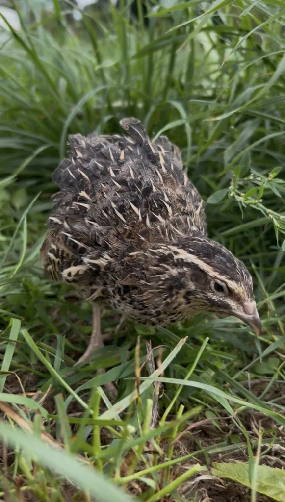 Caille du Japon de couleur sauvage dans l’herbe, de profil