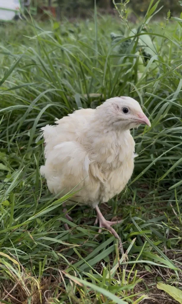 Caille au plumage blanc dans l’herbe