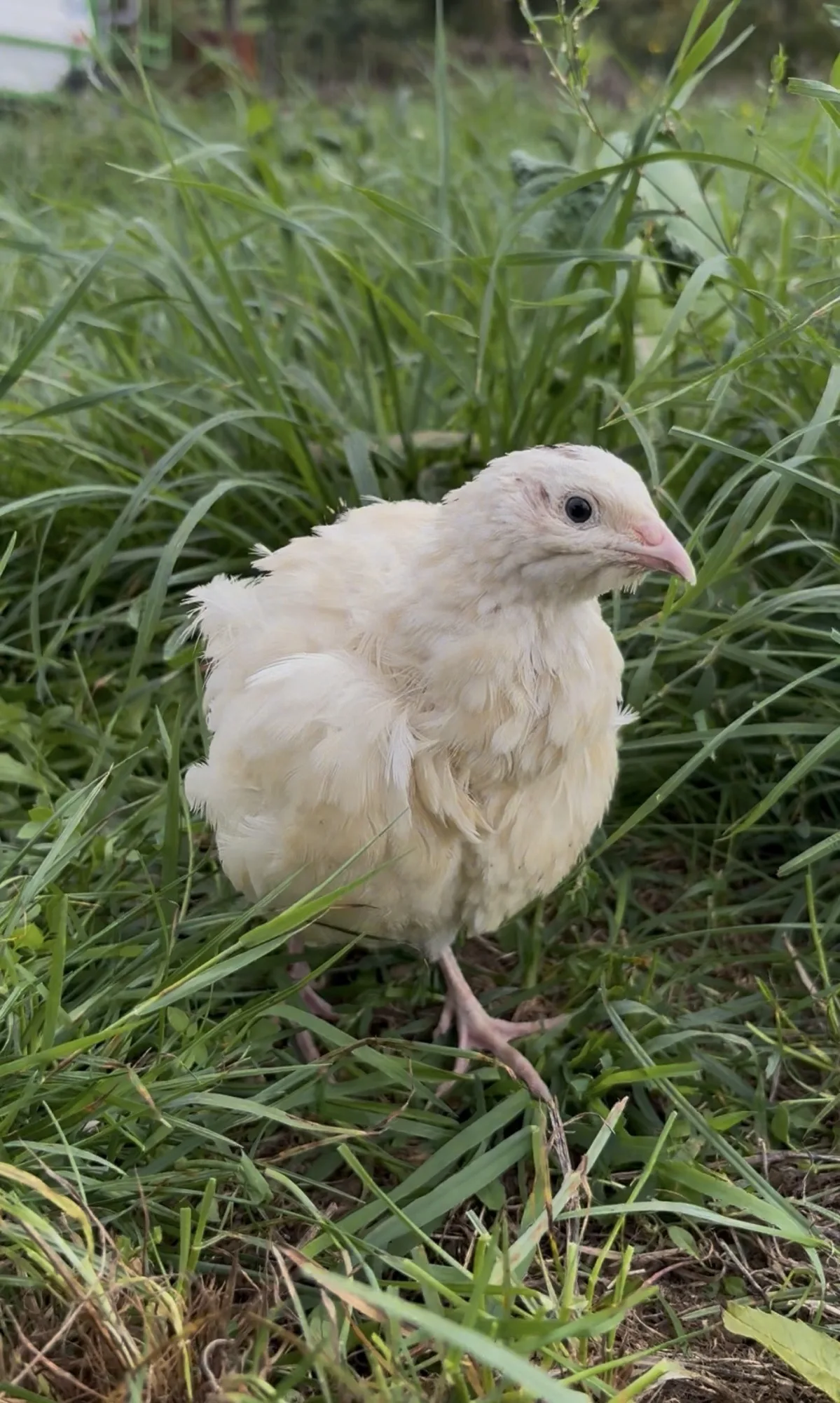 Caille au plumage blanc dans l’herbe