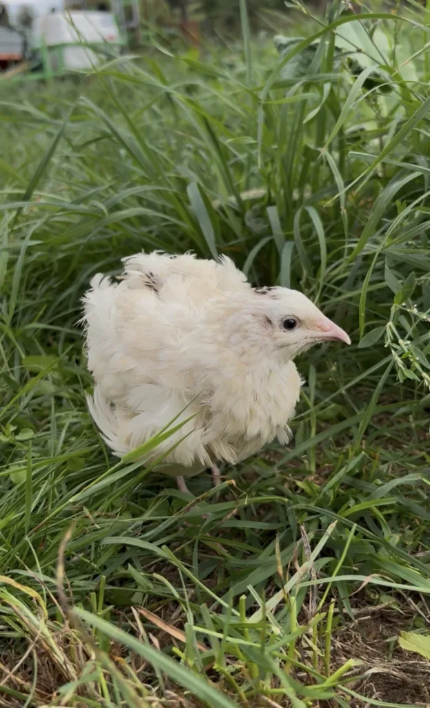 Caille du Japon au plumage blanc crème dans l’herbe