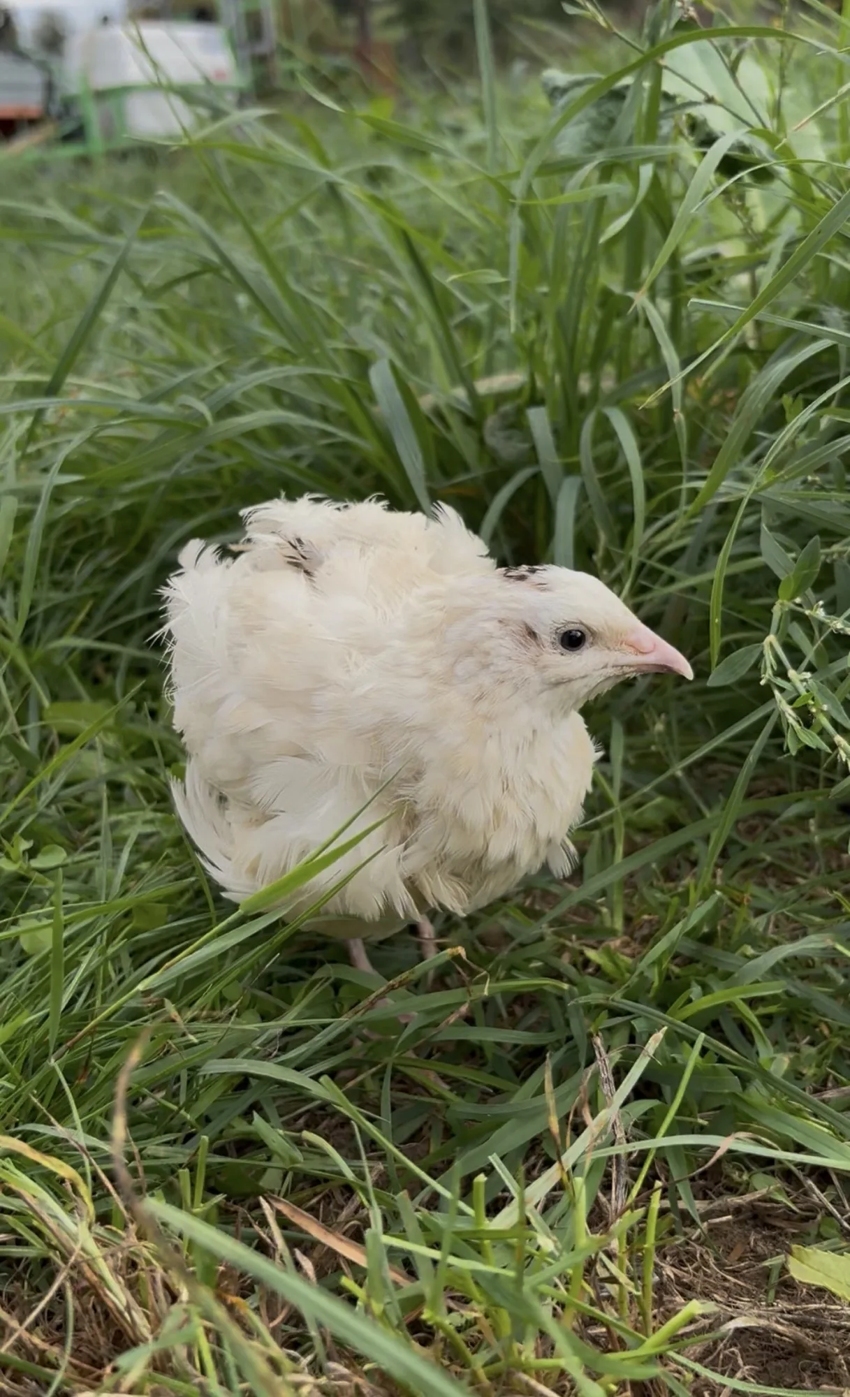 Caille du Japon au plumage blanc crème dans l’herbe